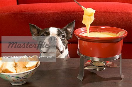 Boston Terrier staring at fondue