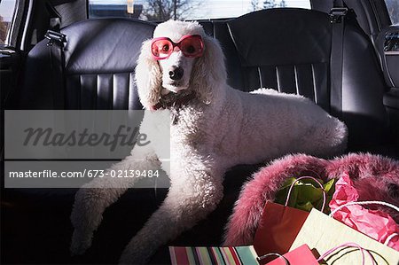 Poodle sunglasses hotsell