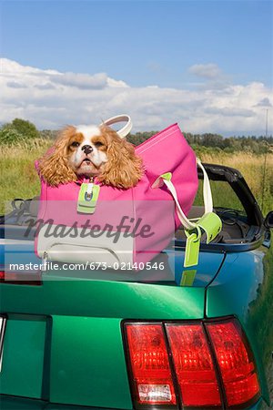 Dog in bag atop car in field