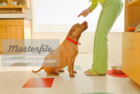 Woman scolding dog