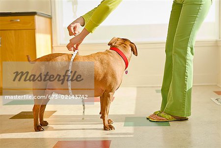Woman measuring dog’s belly with tape measure