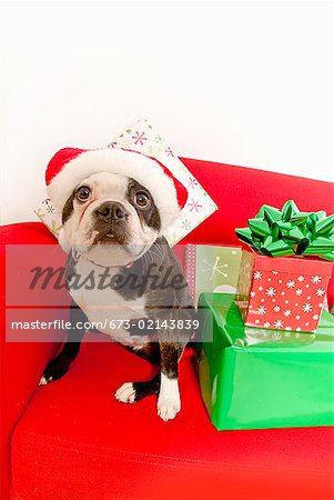 Dog wearing Santa Claus hat next to gifts