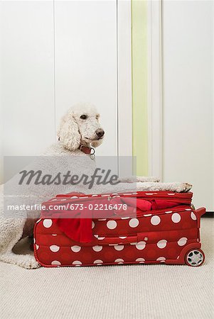 Poodle resting on polka dot patterned suitcase