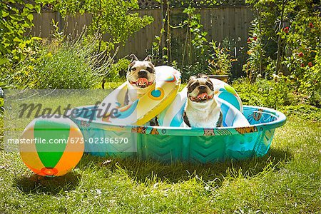 Two Boston Terriers with life rings sitting in a wading pool