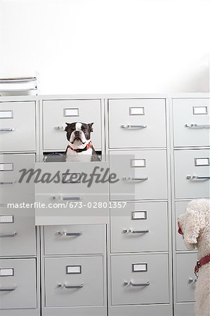 Poodle looking at Boston Terrier sitting in file drawer
