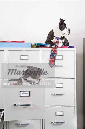 Two Boston Terriers sitting in and on top of file cabinet