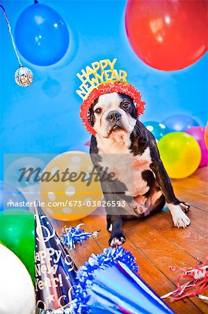 dog in birthday party hat