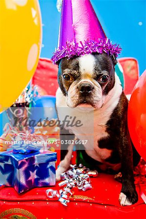 dog in party hat with balloons