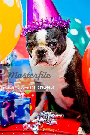 dog in party hat with balloons