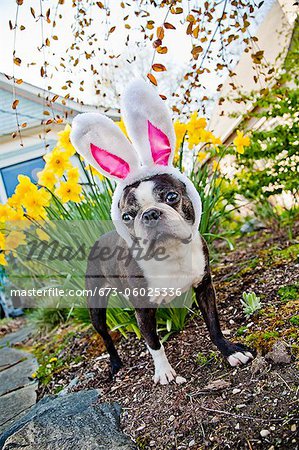 Dog with bunny ears and daffodils