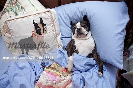 Boston terrier in bed with blue sheets