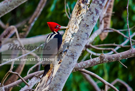 Lineated Woodpecker perched on a tree