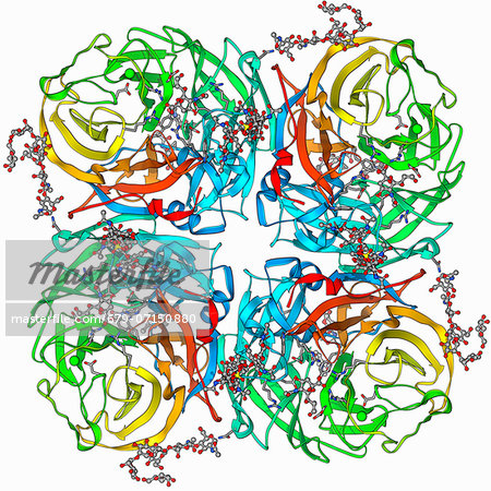 Flu Virus Surface Protein Molecule Molecular Model Of The