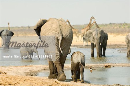 Rear View Of Elephants Loxodonta Walking Away Etosha National Park Namibia Stock Photo Masterfile Premium Royalty Free Code 6