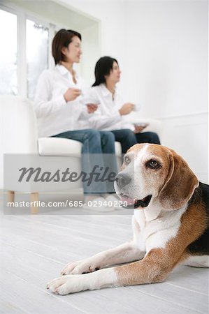 Young couple and Beagle