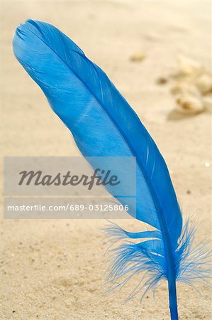 Blue feather in the sand