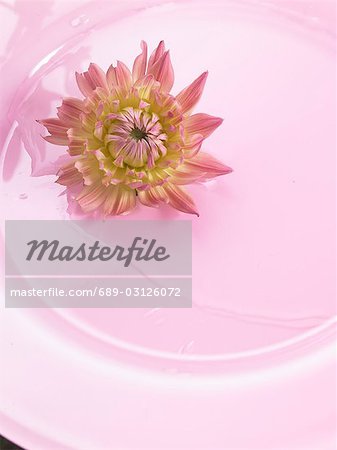Chrysanthemum blossom on a pink plate