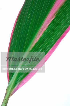 Exotic plant,leaf,detail