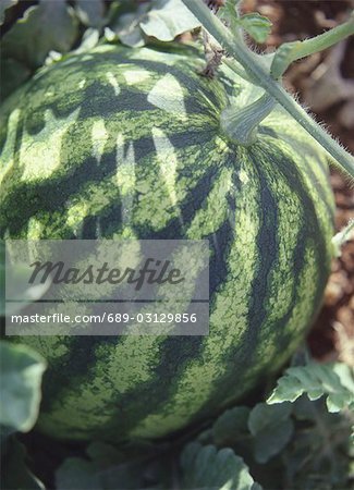 close-up of a melon