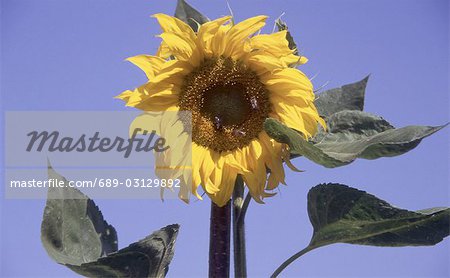 Sunflower in front of blue sky