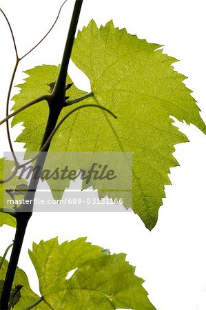 a wine leaf