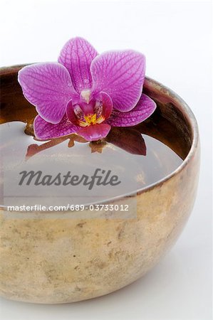 Orchid blossom in bowl with water