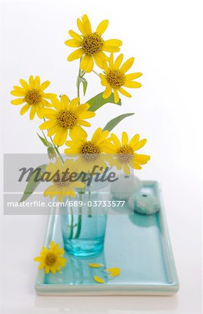 Mountain Arnica (Arnica montana)