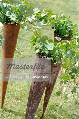 Ivy in decorative plant pots in garden