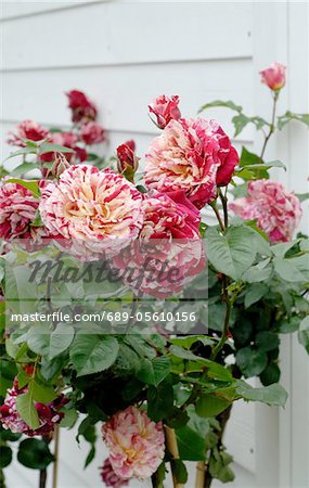 Rosebush with marbled blossoms