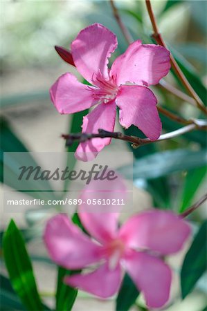 Lilac blooming flower