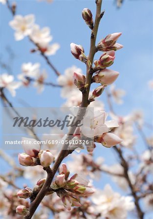 Blooming almond tree