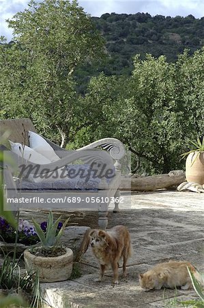 Wooden bench and two cats outdoors