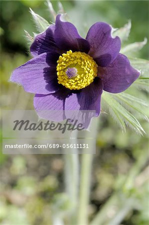 Flower with purple blossom