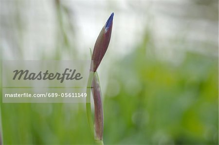 Bud of a flower