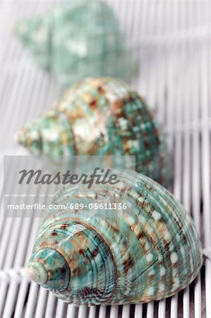Three decorative snail shells