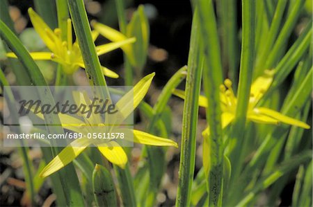 Yellow flowers