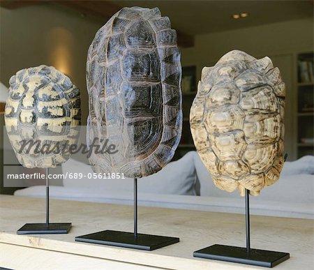 Three decorative tortoise shells