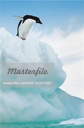 Adelie Penguin jumping from iceberg