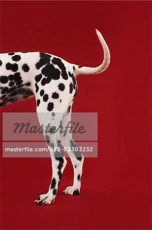 Dalmatian standing, tail and hind legs, side view