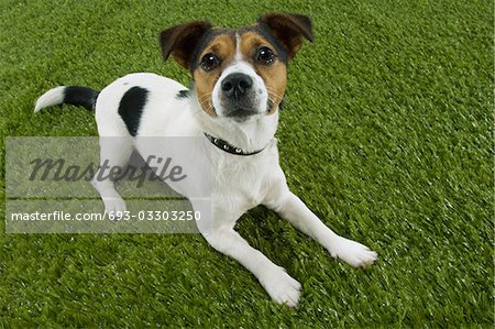 Jack Russell terrier lying prone, elevated view