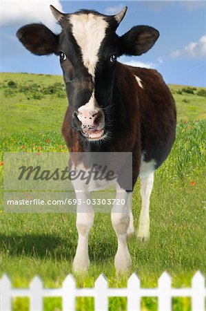 Cow in green field behind fence (Digital Composite)