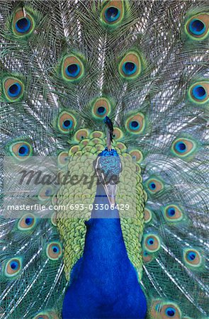 Peacock displaying feathers, close-up