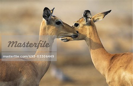 Two Deer face to face, outdoors