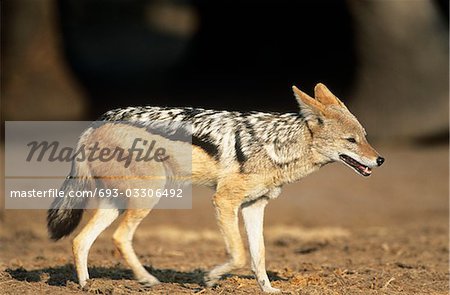 Black-backed Jackal (Canis Mesomelas), on savannah