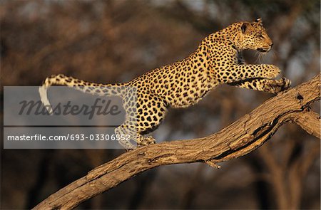 Leopard (Panthera Pardus) standing on branch