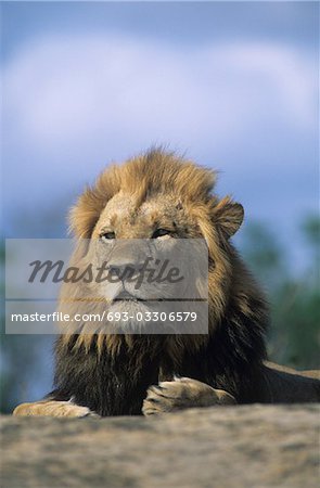 Lion resting on savannah