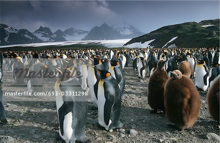 UK, South Georgia Island, colony of King Penguins