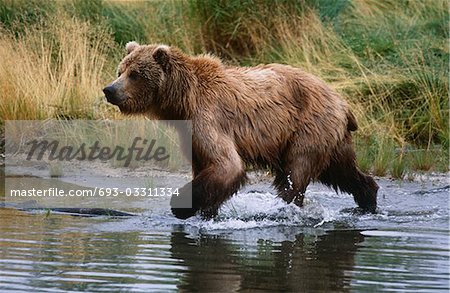 USA, Alaska, Katmai National Park, Brown Bear running across water, side view