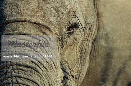 Close-up of African Elephant (Loxodonta africana), selective focus