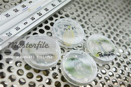 Leaves in petri dishes on lab shelf